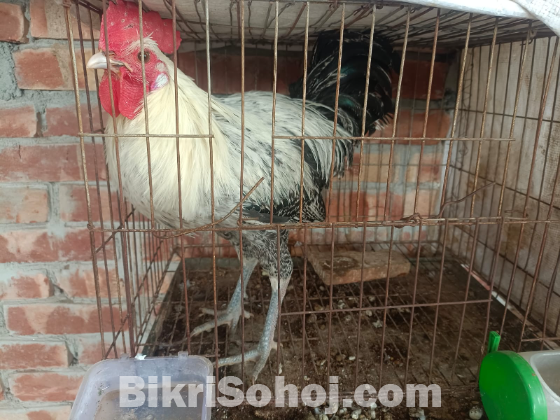 মিশরি ফাওমি জাতের মুরগি